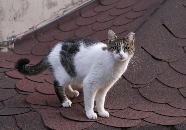 What are the most effective recovery techniques for athletes?